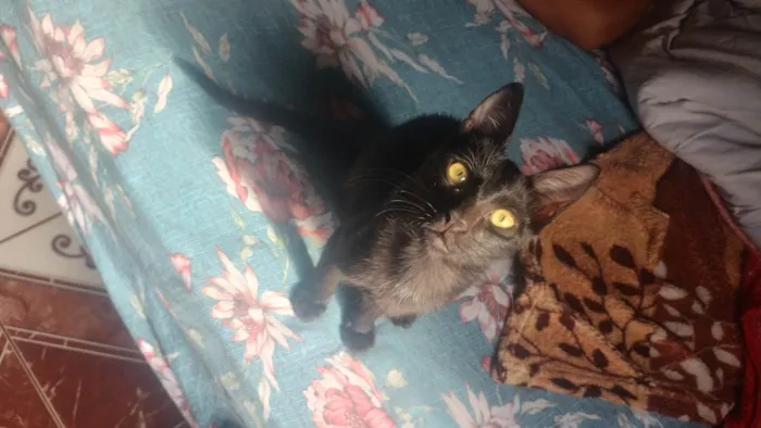 Gato ra a Siamês idade 2 a 6 meses nome Careta