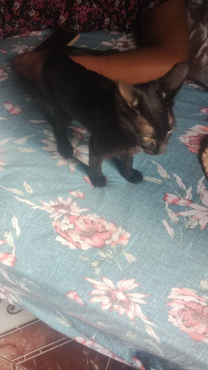 Gato ra a Siamês idade 2 a 6 meses nome Careta