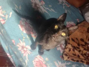 Gato raça Siamês idade 2 a 6 meses nome Careta