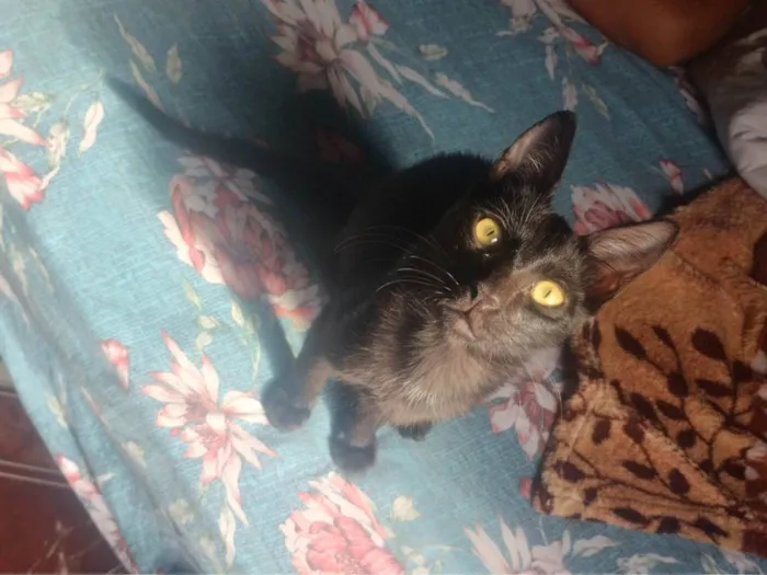 Gato ra a Siamês idade 2 a 6 meses nome Careta