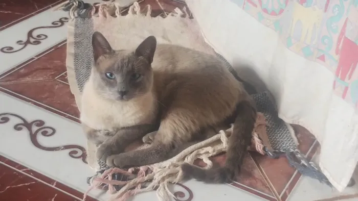 Gato ra a Siamês idade 2 anos nome Picktucho