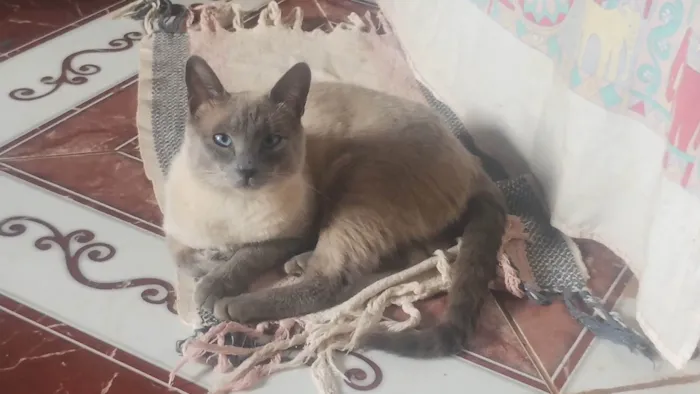 Gato ra a Siamês idade 2 anos nome Picktucho