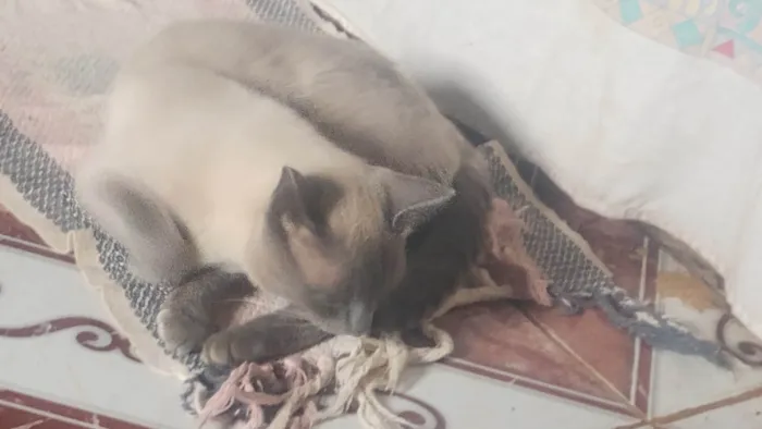 Gato ra a Siamês idade 2 anos nome Picktucho
