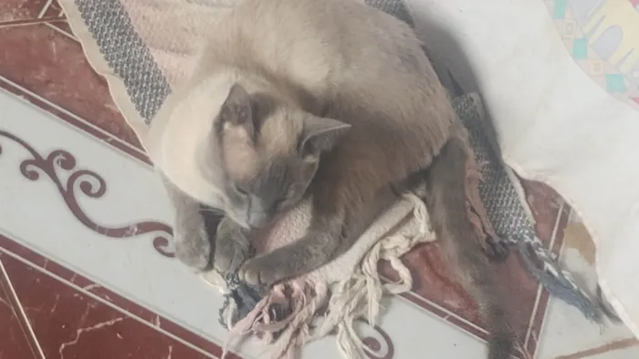 Gato ra a Siamês idade 2 anos nome Picktucho