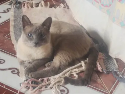 Gato raça Siamês idade 2 anos nome Picktucho