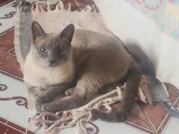 Gato ra a Siamês idade 2 anos nome Picktucho