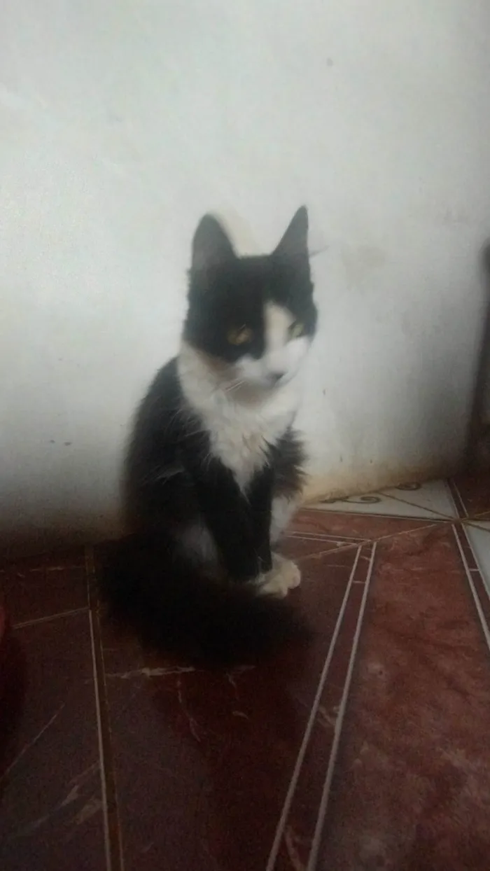 Gato ra a Siamês idade 1 ano nome Rabinha