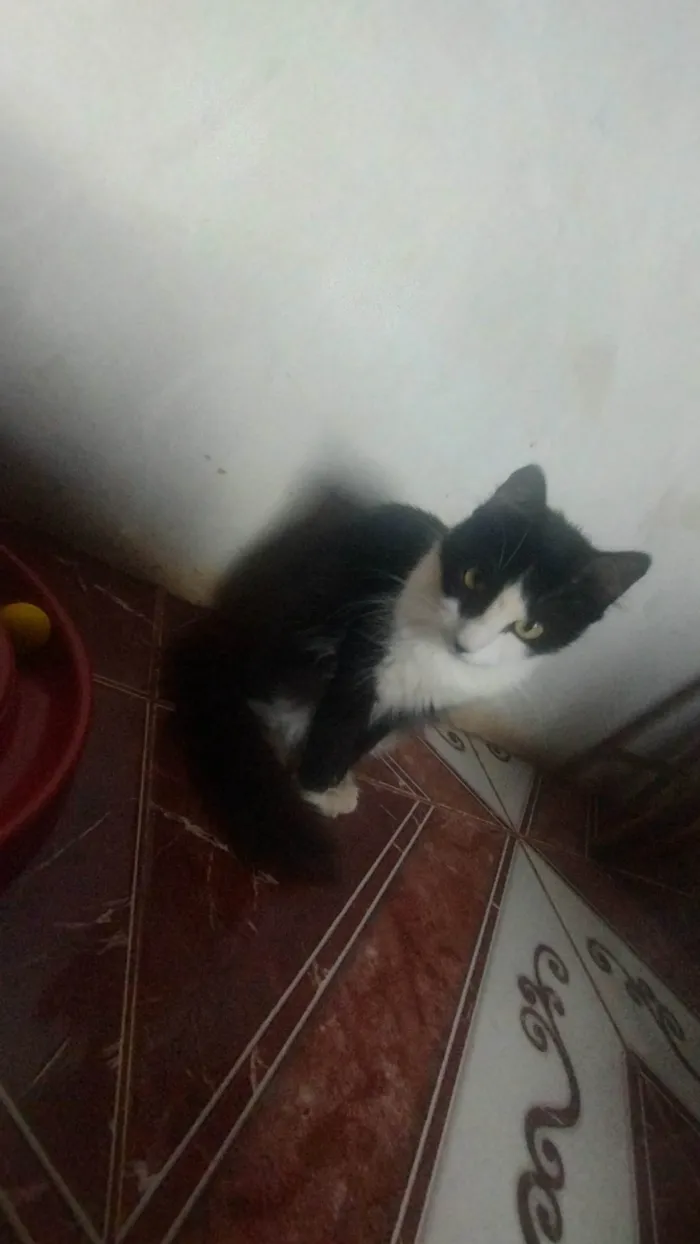 Gato ra a Siamês idade 1 ano nome Rabinha