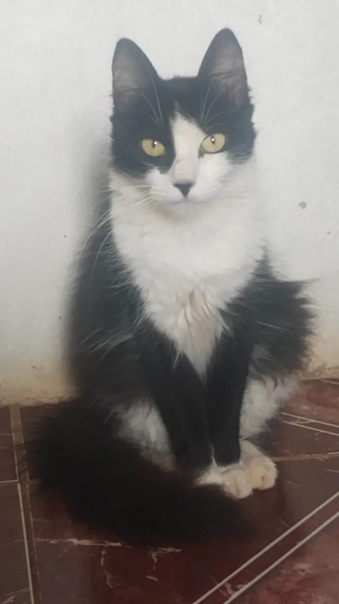 Gato ra a Siamês idade 1 ano nome Rabinha