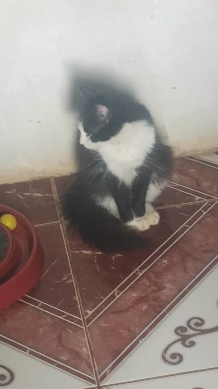 Gato ra a Siamês idade 1 ano nome Rabinha