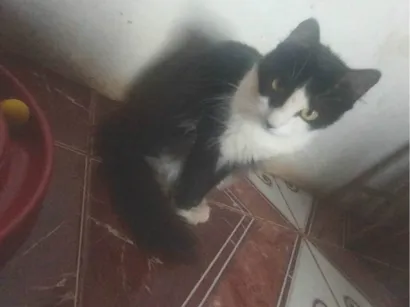 Gato raça Siamês idade 1 ano nome Rabinha