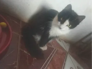 Gato raça Siamês idade 1 ano nome Rabinha