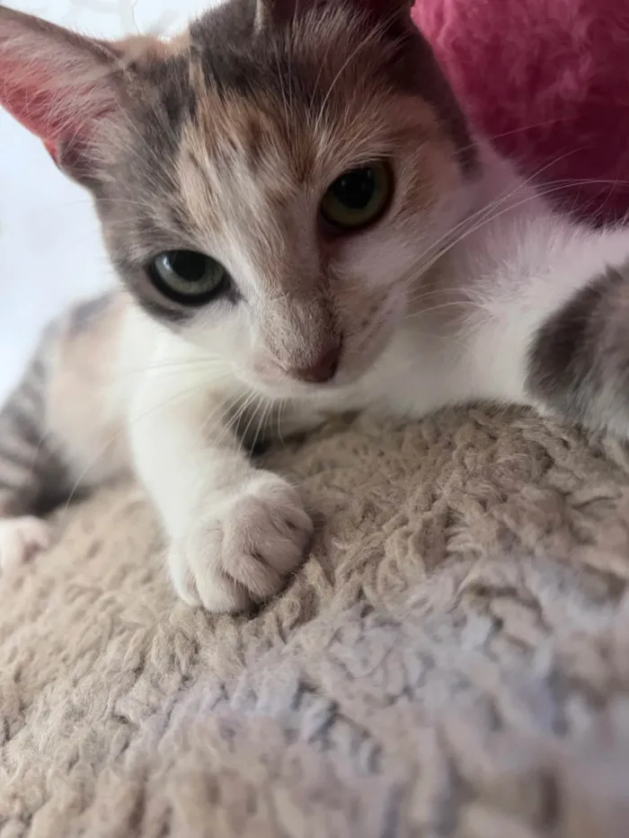 Gato ra a SRD-ViraLata idade 1 ano nome Magaly 