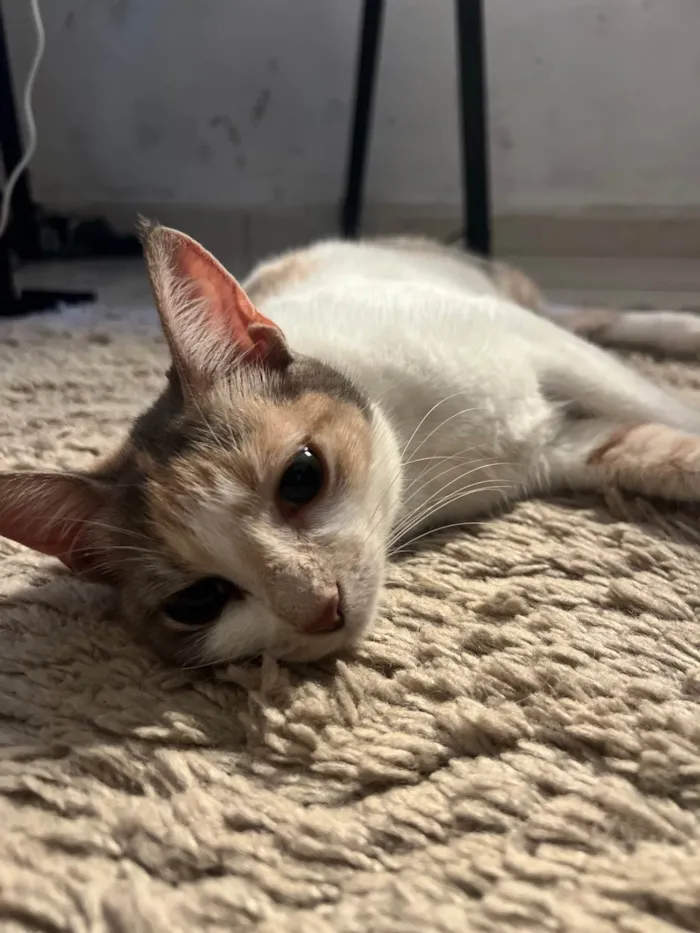 Gato ra a SRD-ViraLata idade 1 ano nome Magaly 