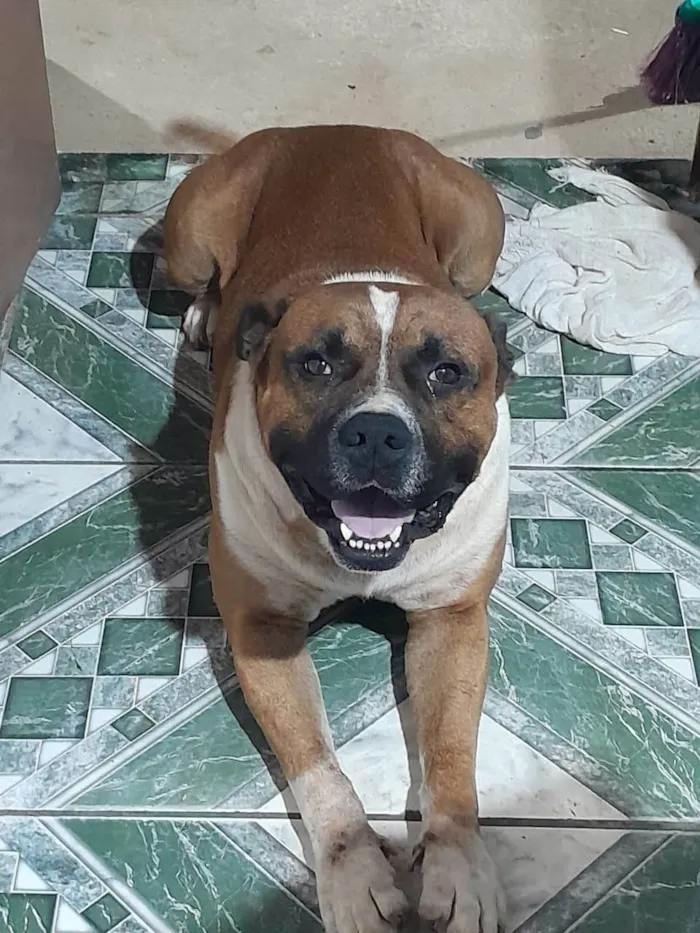 Cachorro ra a Pit-Bull idade 6 ou mais anos nome Spaike