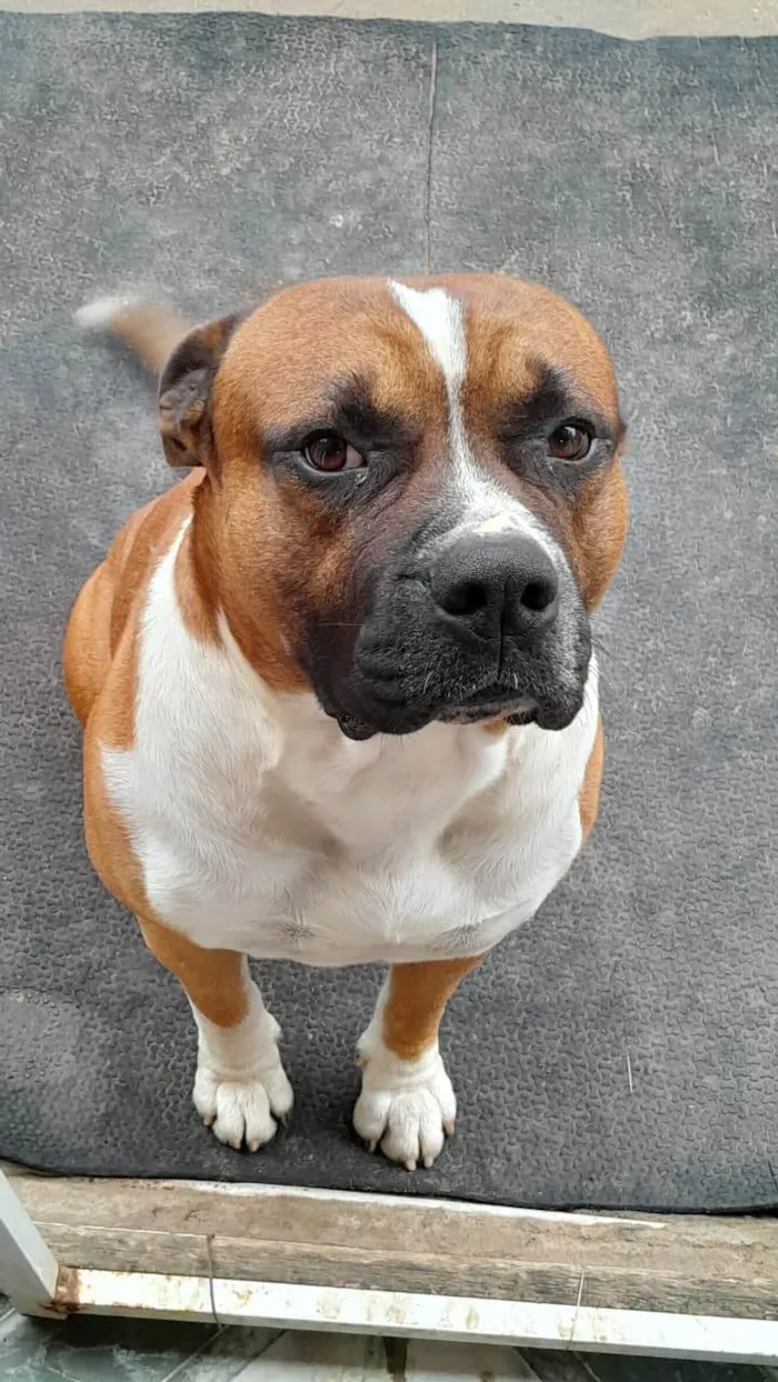 Cachorro ra a Pit-Bull idade 6 ou mais anos nome Spaike