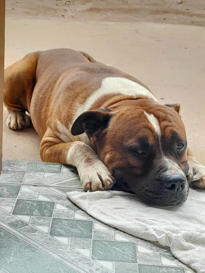 Cachorro ra a Pit-Bull idade 6 ou mais anos nome Spaike