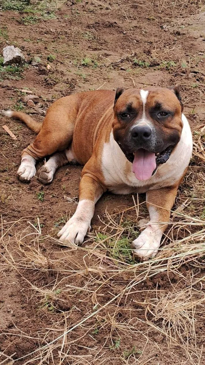 Cachorro ra a Pit-Bull idade 6 ou mais anos nome Spaike