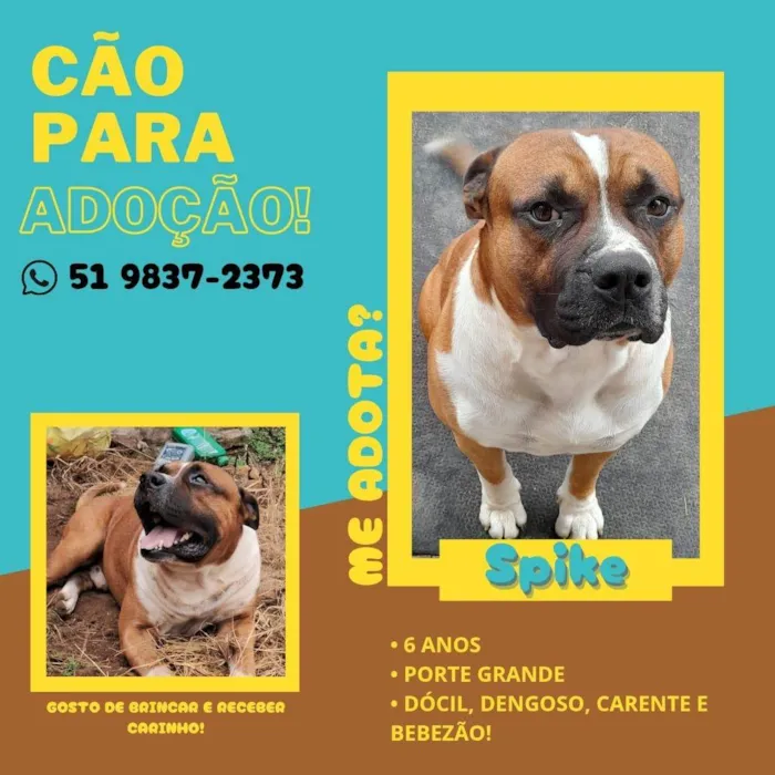 Cachorro ra a Pit-Bull idade 6 ou mais anos nome Spaike