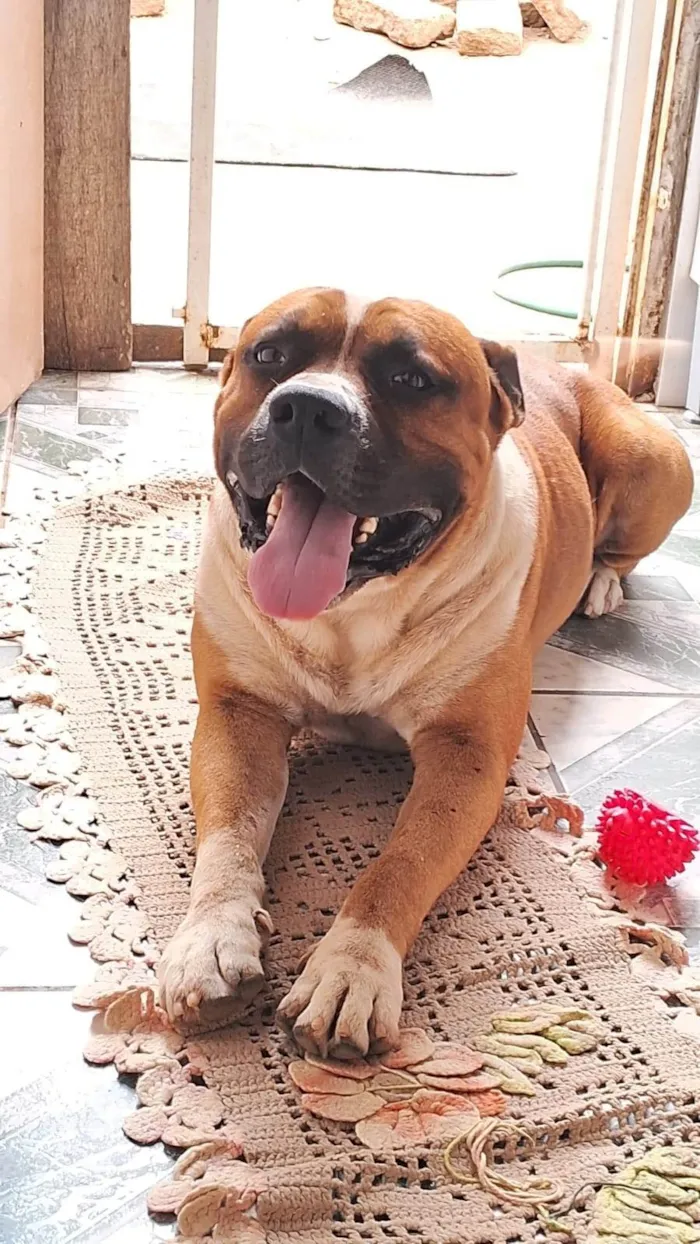 Cachorro ra a Pit-Bull idade 6 ou mais anos nome Spaike