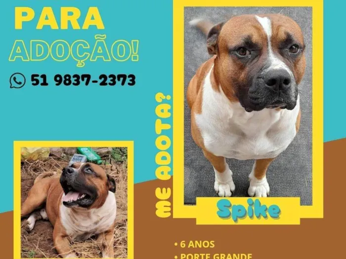 Cachorro ra a Pit-Bull idade 6 ou mais anos nome Spaike