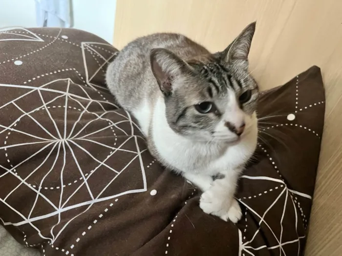 Gato ra a Siamês idade 5 anos nome Zoe