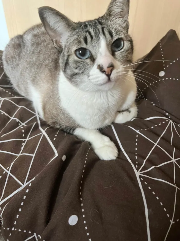 Gato ra a Siamês idade 5 anos nome Zoe