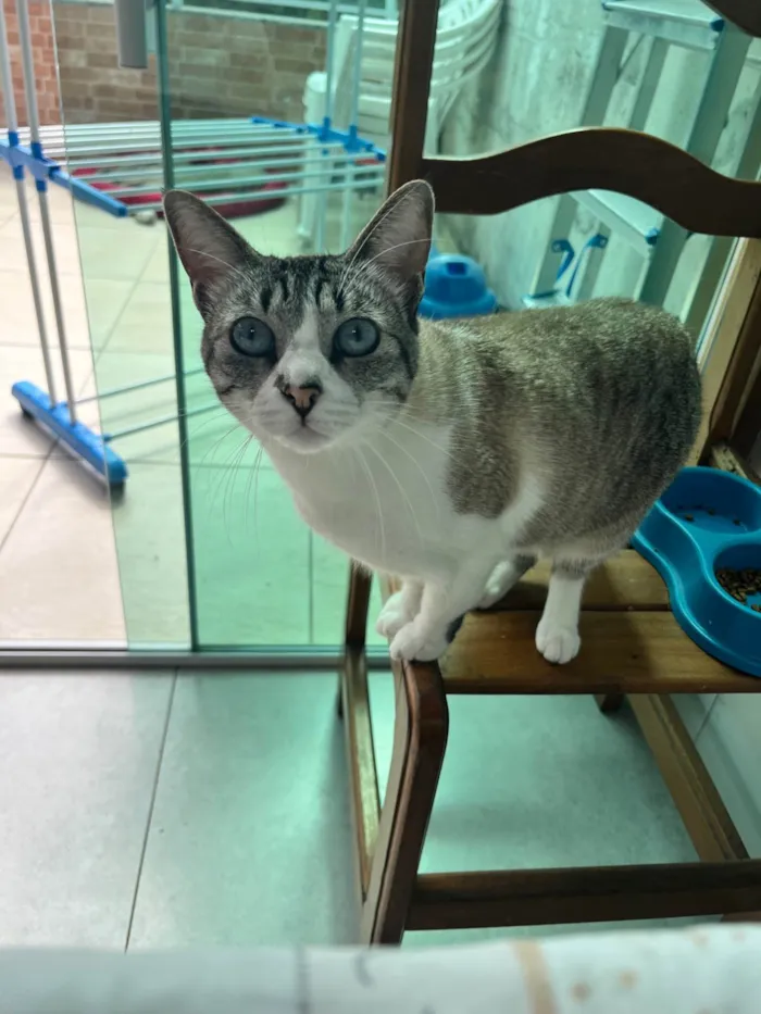 Gato ra a Siamês idade 5 anos nome Zoe