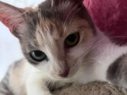 Gato raça SRD-ViraLata idade 1 ano nome Magaly 