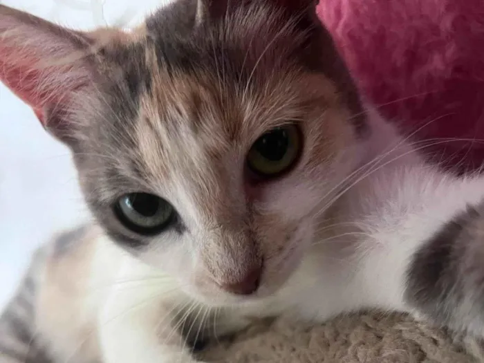 Gato ra a SRD-ViraLata idade 1 ano nome Magaly 