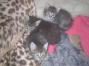 Gato raça SRD-ViraLata idade 2 a 6 meses nome Gatos