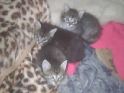 Gato raça SRD-ViraLata idade 2 a 6 meses nome Gatos