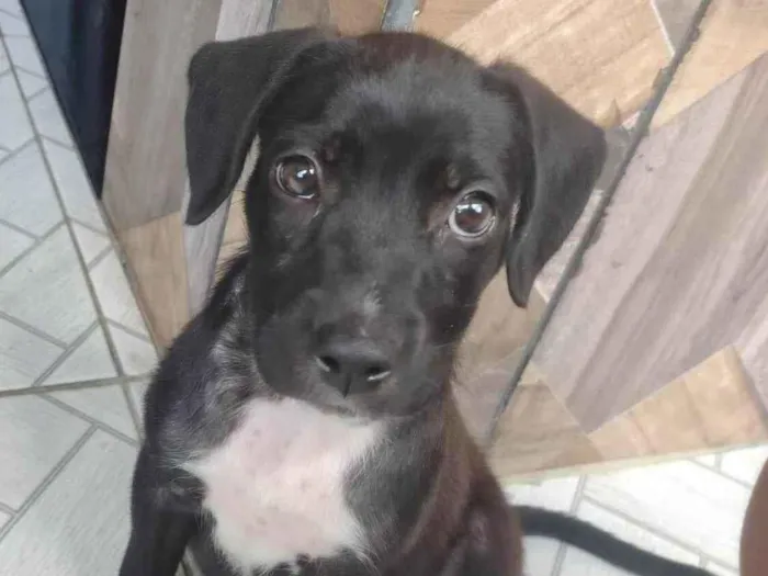 Cachorro ra a SRD-ViraLata idade Abaixo de 2 meses nome Brisa