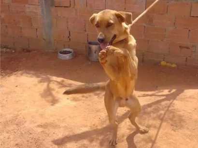 Cachorro raça SRD-ViraLata idade 7 a 11 meses nome Bili
