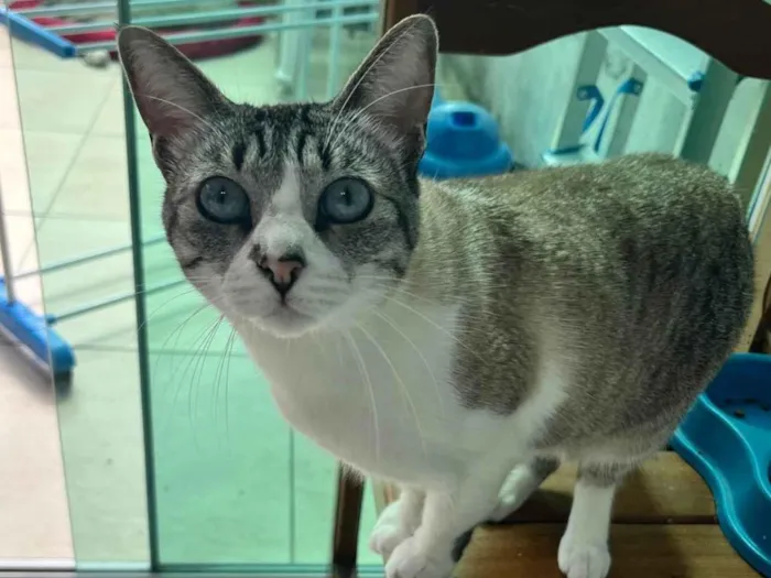 Gato ra a Siamês idade 5 anos nome Zoe