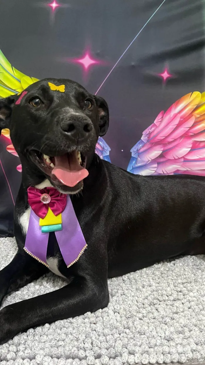 Cachorro ra a SRD-ViraLata idade 2 anos nome Lady