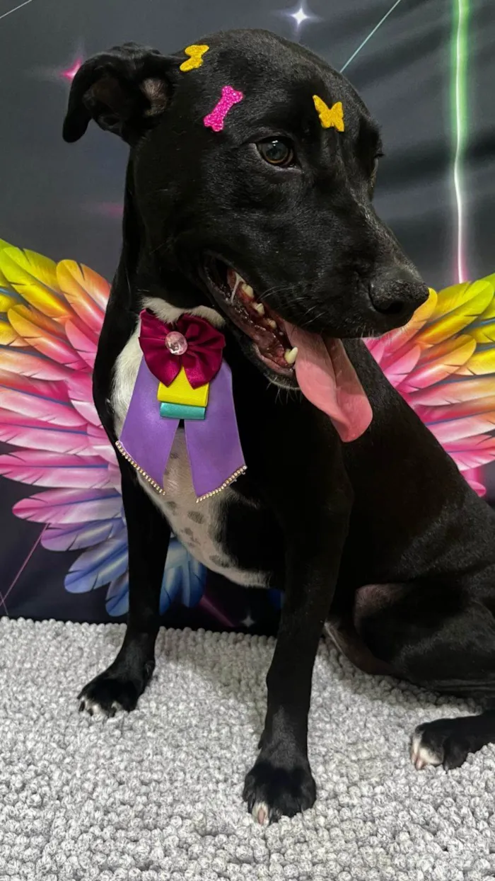 Cachorro ra a SRD-ViraLata idade 2 anos nome Lady