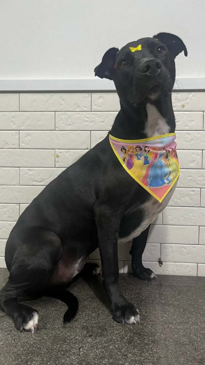 Cachorro ra a SRD-ViraLata idade 2 anos nome Lady