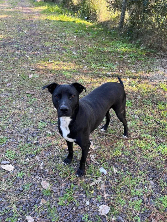 Cachorro ra a SRD-ViraLata idade 2 anos nome Lady
