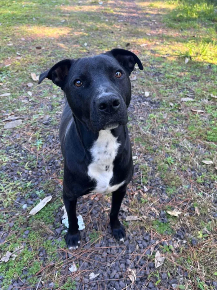 Cachorro ra a SRD-ViraLata idade 2 anos nome Lady