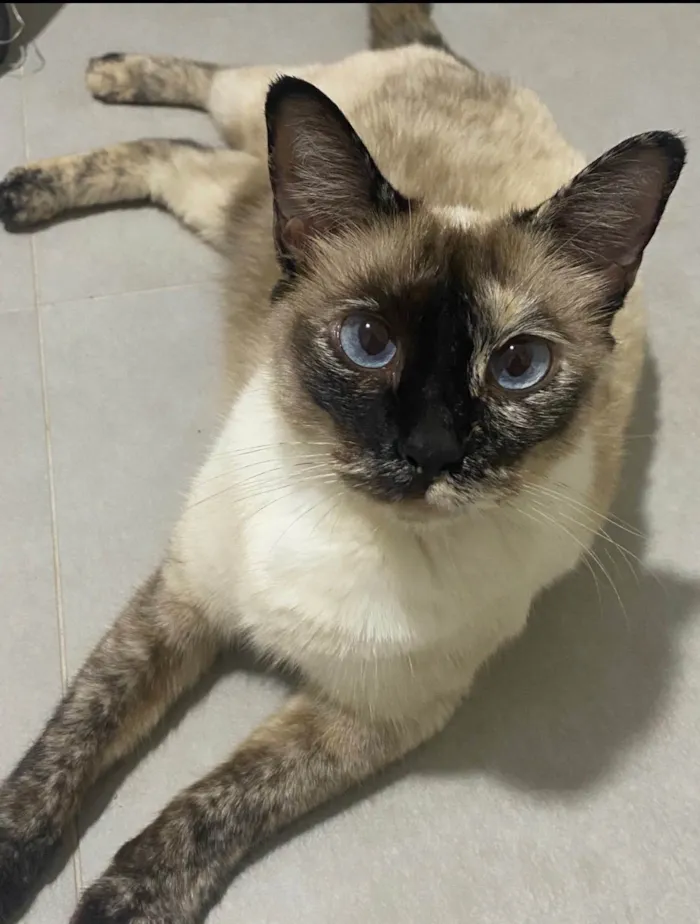 Gato ra a SRD-ViraLata idade 5 anos nome Bibi