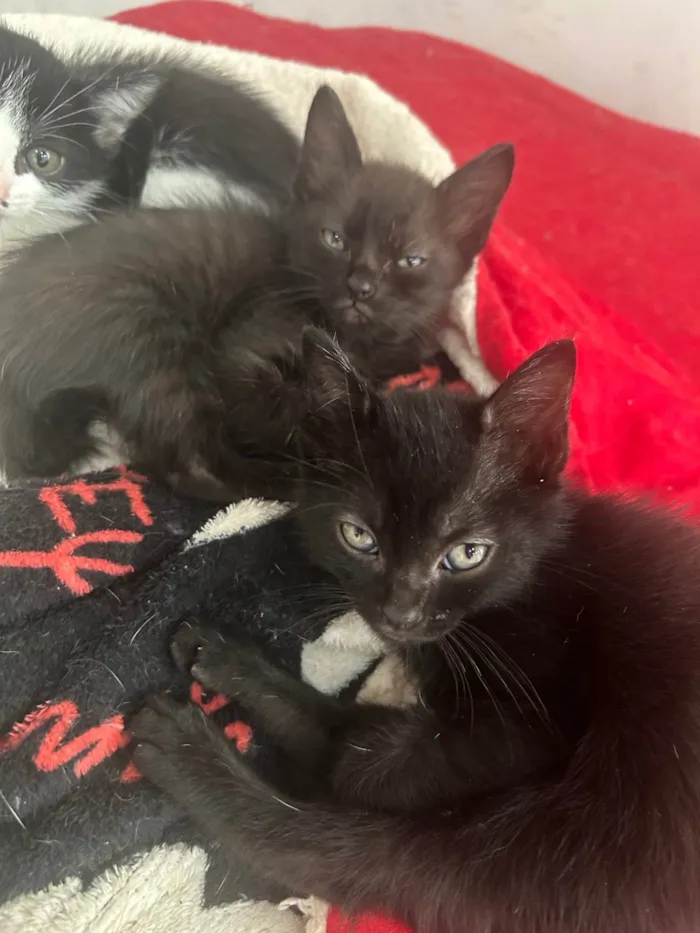 Gato ra a SRD-ViraLata idade Abaixo de 2 meses nome Gatinho pra adoção