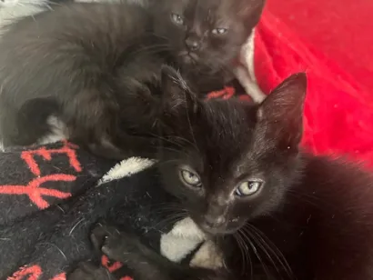 Gato raça SRD-ViraLata idade Abaixo de 2 meses nome Gatinho pra adoção