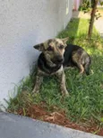 Cachorro ra a SRD-ViraLata idade 1 ano nome Carinhosa e Tigresa