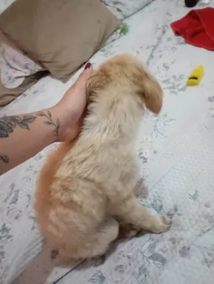 Cachorro raça SRD-ViraLata idade 2 a 6 meses nome laricya rodrigues