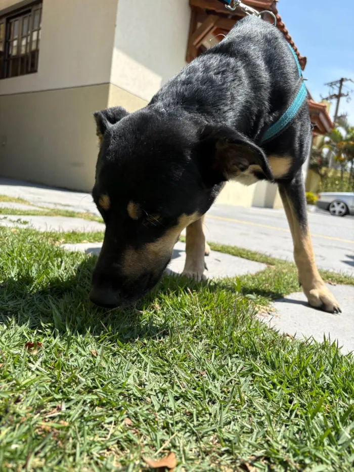 Cachorro ra a SRD-ViraLata idade 2 anos nome Thor