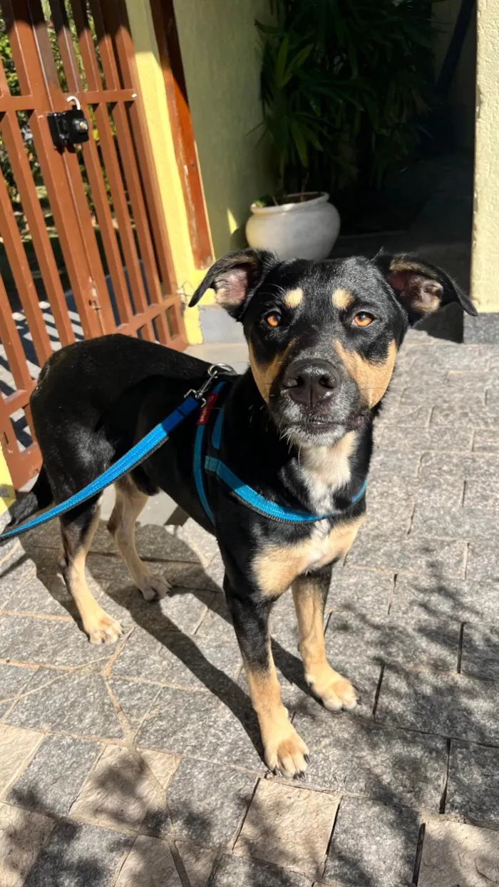 Cachorro ra a SRD-ViraLata idade 2 anos nome Thor