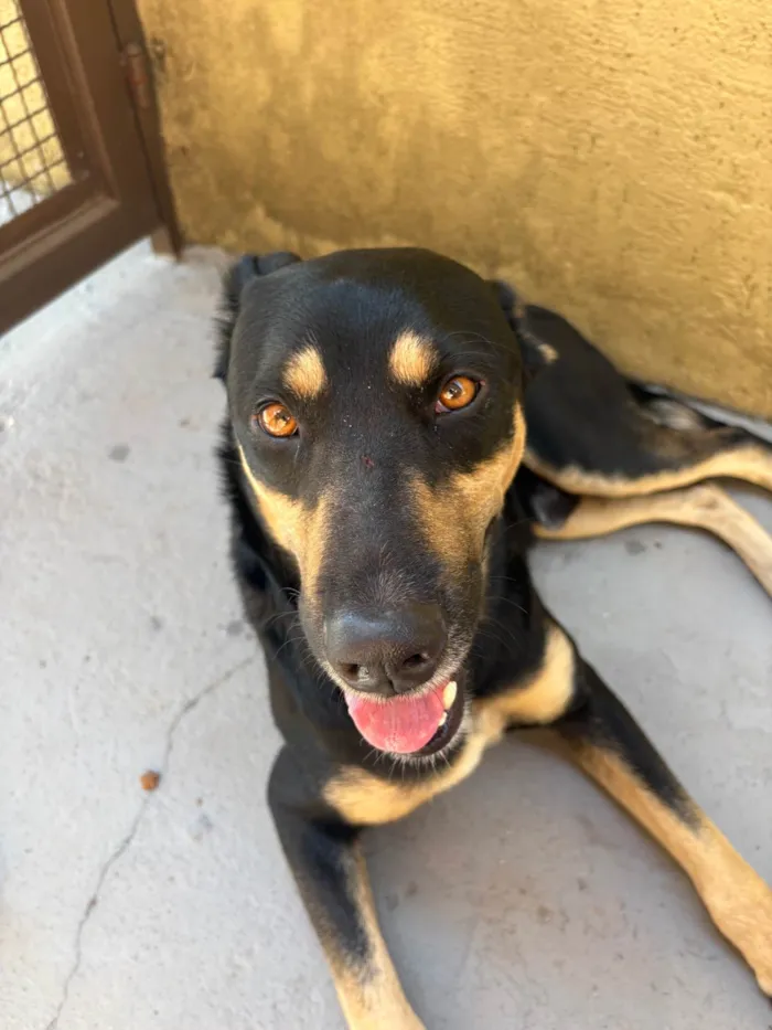 Cachorro ra a SRD-ViraLata idade 2 anos nome Thor