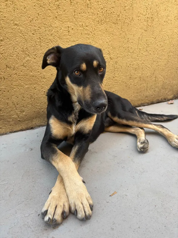 Cachorro ra a SRD-ViraLata idade 2 anos nome Thor