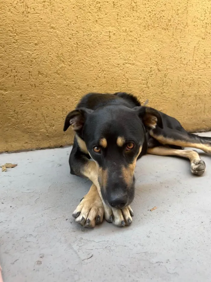 Cachorro ra a SRD-ViraLata idade 2 anos nome Thor